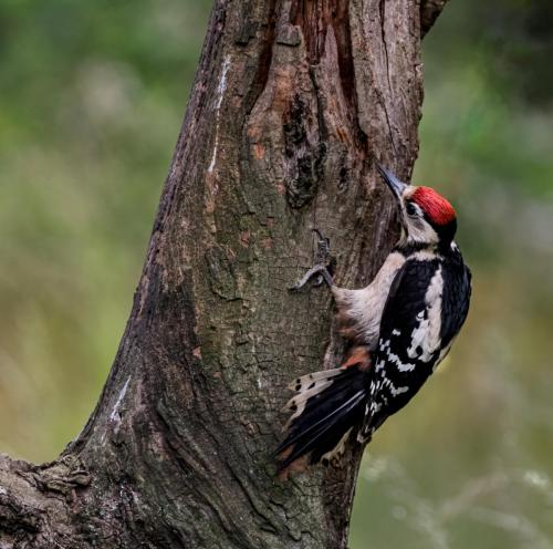 Great-Spotted-Woodpecker