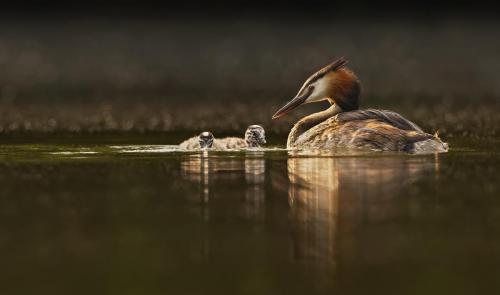 John-Bogle Great-Crested-Grebe-With-Chicks