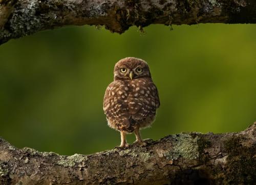 John-Bogle Little-Owl