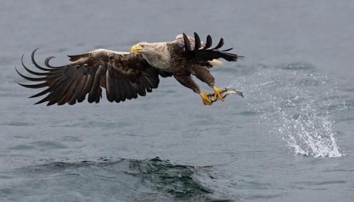 John-Bogle White-Tailed-Eagle-With-Catch