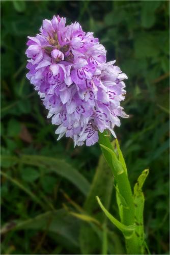 Sue-Young Southdowns-Orchid-2