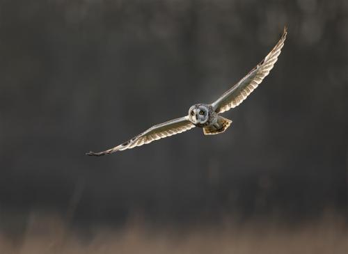 John-Bogle Short-Eared-Owl-In-Flight