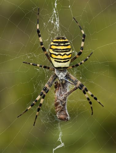 John-Bogle Wasp-Spider-With-Lunch