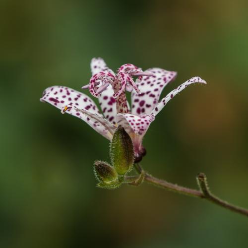 Nick-Johnson Toad-Lily