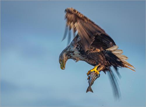 A-Study-Of-Sea-Eagle-Talons Rebecca-Hitchcock