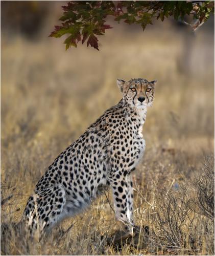 African-Cheetah Tony-Wootton