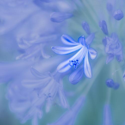 Blue-Is-The-Colour Ron-DeAth