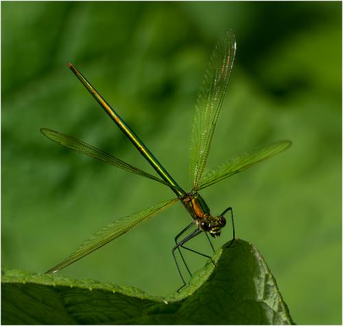 Female-Demoiselle Tony-Wootton
