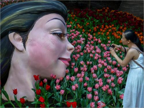 In-Tulip-Heaven Stephen-Frost