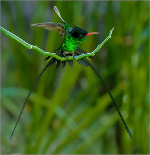 Jamaican-Doctor-Bird Tony-Wootton