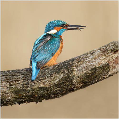 Kingfisher-With-Catch Mike-Cullis