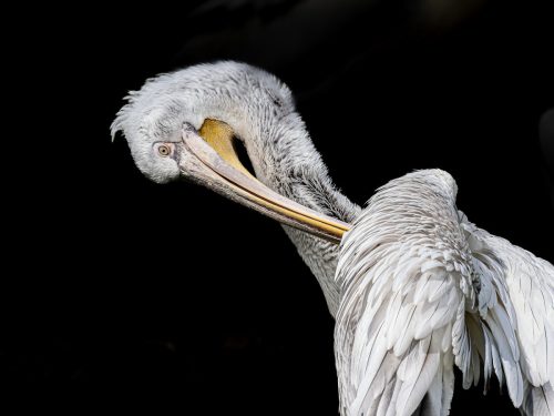 Pelican-Pose Rebecca-Hitchcock