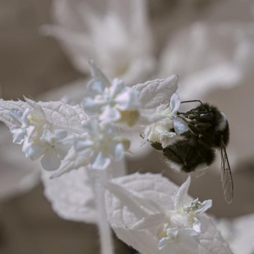 The-Dark-Harvester Eric-Clark