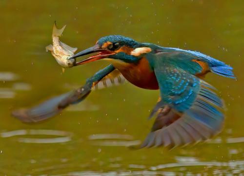 Dinner-Time Paul-Todd