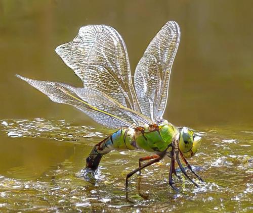 Emperor-Dragonfly Kay-Taylor