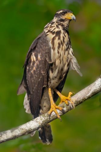 Juvenile-Black-Hawk Gary-Barrows