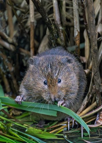 Vole-Meal Gary-Barrows