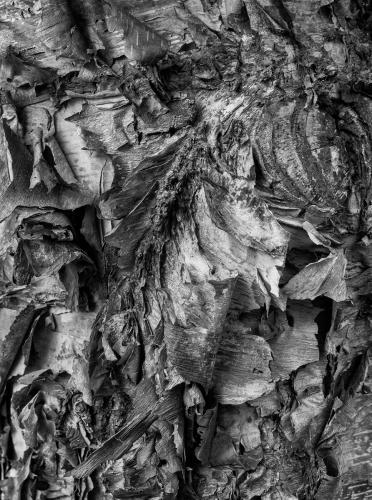 Barking-Mad Nick-Johnson