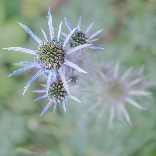 Erygiium -Jean Brooks