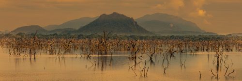 Ghost-of-the-Flooded-Forest Kay-Taylor