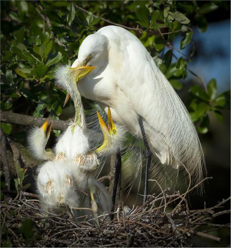 Great-Egret-with-Chicks Mike-Cullis