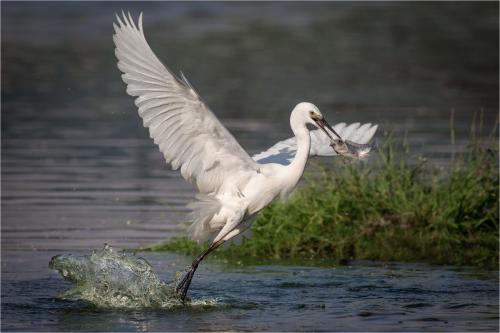 Great-Egret-with-Fish Mike-Cullis