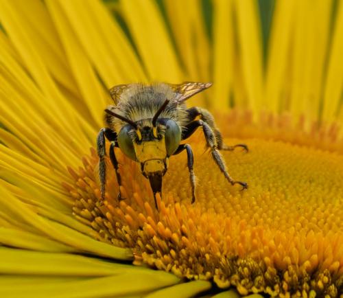 Green-Eyed-Bee Kay-Taylor