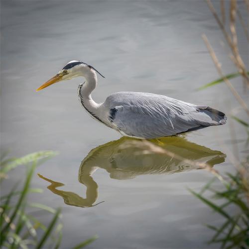 Grey Heron Erich Poole