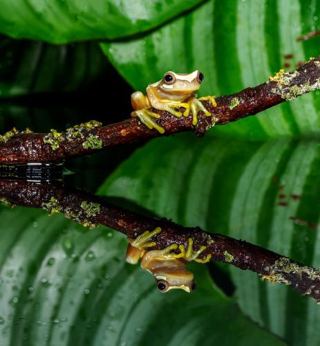 Hour Glass Frog Reflection Erich Poole