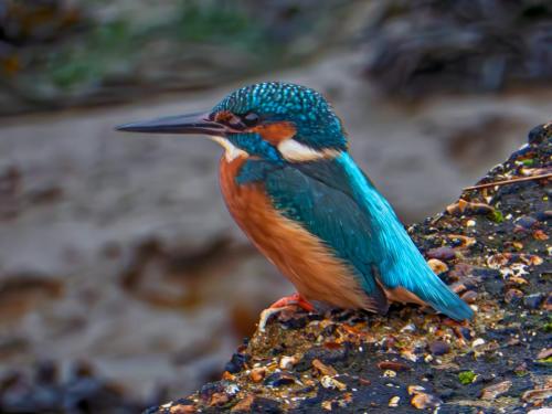 Kingfisher Lookout Gary-Barrows