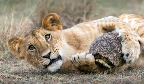 The-Lion-and-the-Leopard-Tortoise Mike-Cullis