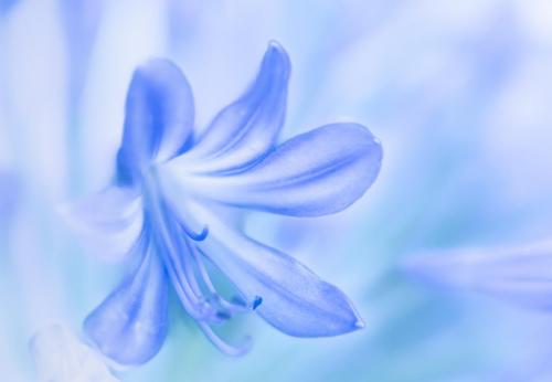 The-Mood-Is-Blue Ron-DeAth