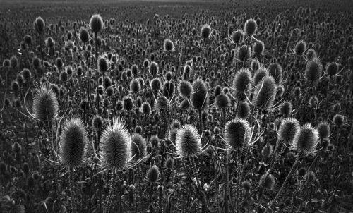 Totally-Teasels Ron-DeAth