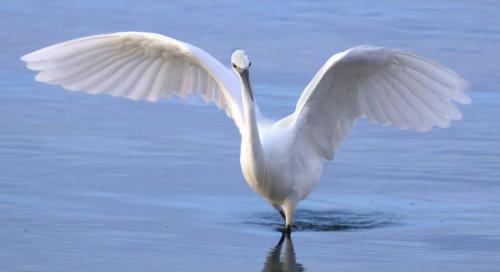 Elegance Paul-Thorpe