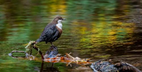 Getting-ready-to-Dip Alistair-Blair