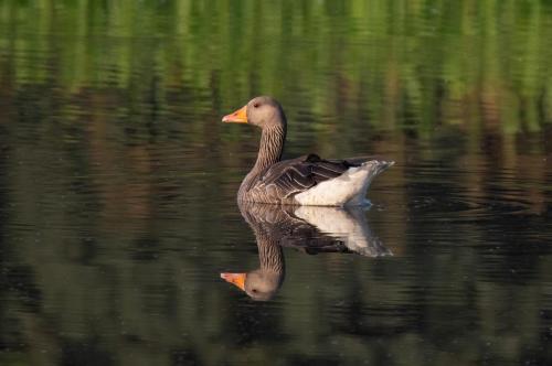 Greylag-Goose Alistair-Blair