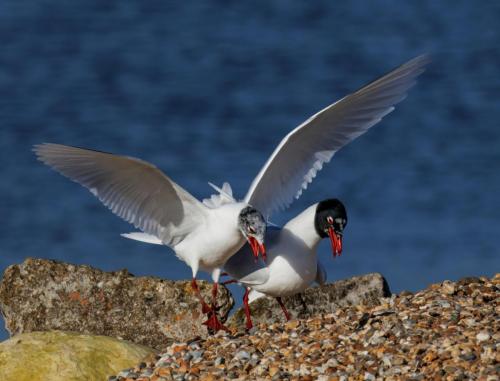 Mediterranean-gull-pair-bonding Paul-Thorpe