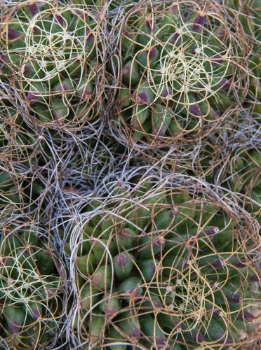 A-Bad-Hair-Day Nick-Johnson