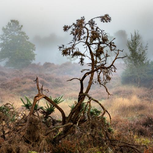 Autumn-is-Coming Ron-DeAth