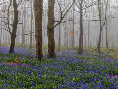 Carrie-Davidson Woods-in-the-mist