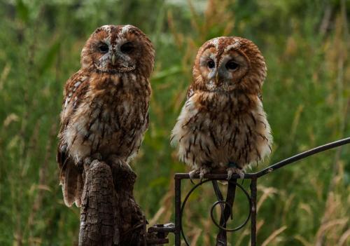 Dave-Young Tawny-Owls