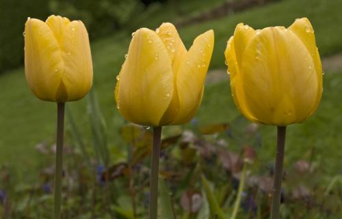 Dave-Young Three-Yellow-Tulips