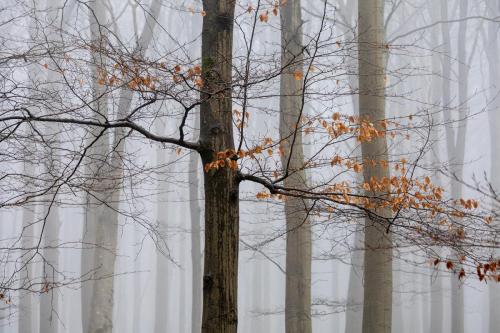 Misty-Beech Carrie-Davidson