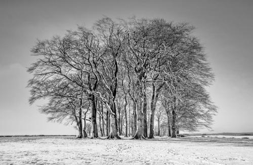 Ron-DeAth Winter-Woodland