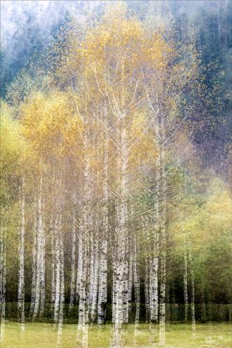 Silver-Birch-Copse Carrie-Davidson