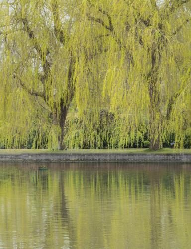 West-Ashling-Willows Ron-DeAth