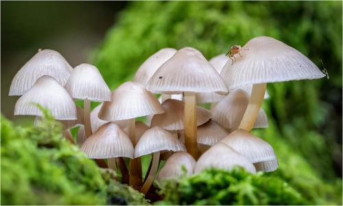 Carrie-Davidson Woodland-Fungi