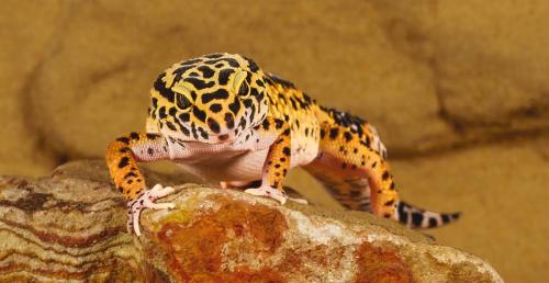 Erich Poole leopard gecko