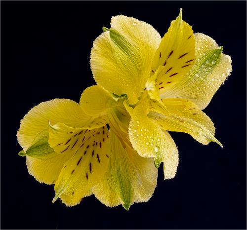 Geoff-Osborn Yellow-Iris