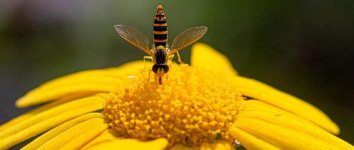 Pam-Howe Hoverfly